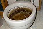 clogged toilet 1